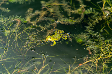 Fototapeta premium close up of a frog hiding in the grass in the pond in Poznan Poland