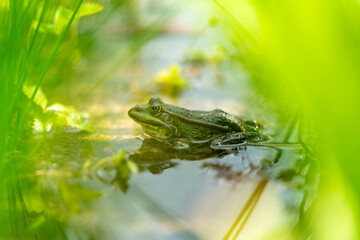 close up of a frog hiding in the grass in the pond in Poznan Poland