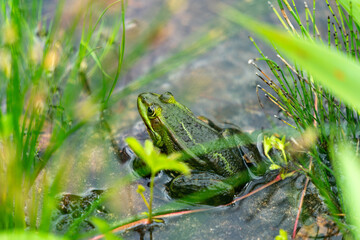 close up of a frog hiding in the grass in the pond in Poznan Poland