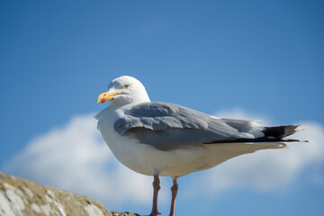 close-up portrait of a European Herring Gull (Larus argentatus)