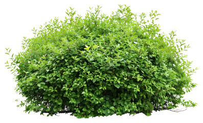 Obraz premium PNG Lush green bush isolated background