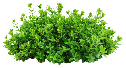 PNG Lush green shrub isolated white