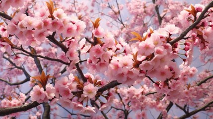 Pink Cherry Blossom Tree Branch