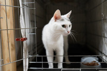 A cat in a shelter. Ordinary cats from the street caught in the shelter.  Sad cat in a cage....