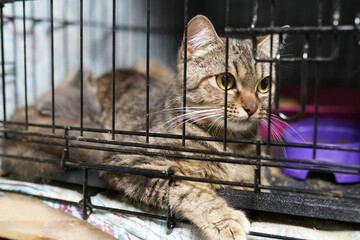 A cat in a shelter. Ordinary cats from the street caught in the shelter.  Sad cat in a cage....