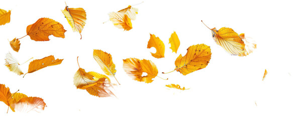 Autumn leaves floating on invisible wind with ample copy space