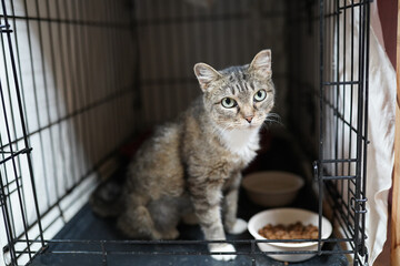 A cat in a shelter. Ordinary cats from the street caught in the shelter.  Sad cat in a cage....