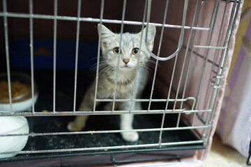 A cat in a shelter. Ordinary cats from the street caught in the shelter.  Sad cat in a cage. Homeless cat in a shelter