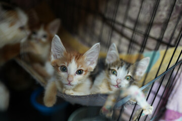 A cat in a shelter. Ordinary cats from the street caught in the shelter.  Sad cat in a cage....