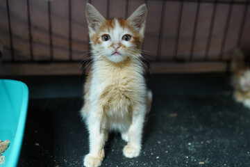 A cat in a shelter. Ordinary cats from the street caught in the shelter.  Sad cat in a cage....
