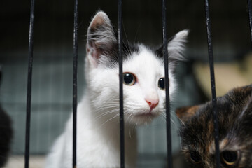 A cat in a shelter. Ordinary cats from the street caught in the shelter.  Sad cat in a cage. Homeless cat in a shelter