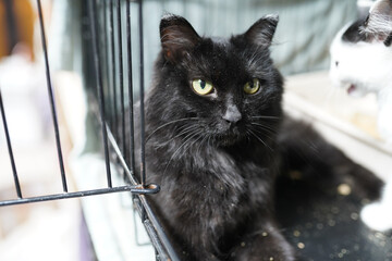A cat in a shelter. Ordinary cats from the street caught in the shelter.  Sad cat in a cage....