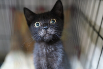 A cat in a shelter. Ordinary cats from the street caught in the shelter.  Sad cat in a cage....