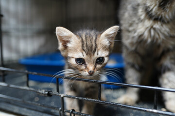 A cat in a shelter. Ordinary cats from the street caught in the shelter.  Sad cat in a cage....