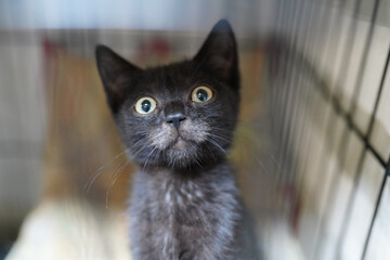 A cat in a shelter. Ordinary cats from the street caught in the shelter.  Sad cat in a cage....