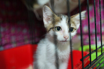 A cat in a shelter. Ordinary cats from the street caught in the shelter.  Sad cat in a cage. Homeless cat in a shelter