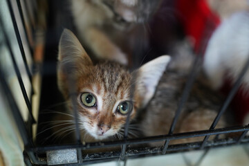 A cat in a shelter. Ordinary cats from the street caught in the shelter.  Sad cat in a cage....