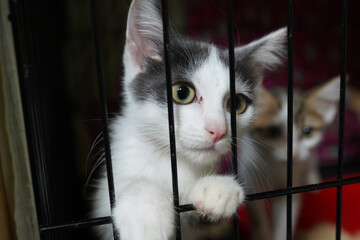 A cat in a shelter. Ordinary cats from the street caught in the shelter.  Sad cat in a cage....