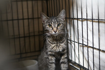A cat in a shelter. Ordinary cats from the street caught in the shelter.  Sad cat in a cage. Homeless cat in a shelter