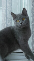 cat on the window sill