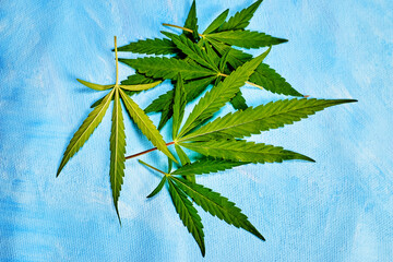 hemp leaves lie on top of each other on a blue background close-up, environmentally friendly...