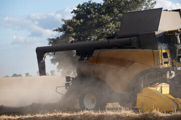 Harvesting grain at sunset in golden field with combine harvester kicking up dust