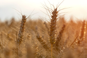 Fototapeta premium Golden wheat swaying gently in warm evening breeze at sunset