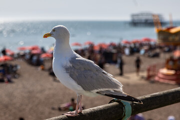 Obraz premium A seagull looking out over Brighton beach on a sunny summer's day, with unrecognisable people behind