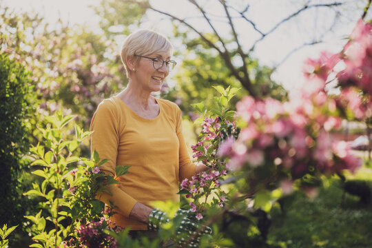Happy senior woman enjoys looking at flowers in her garden.	