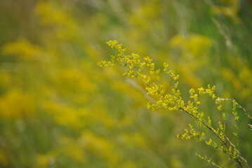 field of yellow flowers