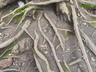 Roots of Pine trees in Kodaikanal, India