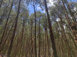 Pine forest in Kodaikanal, India