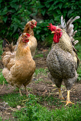 A group of chickens are walking in a village yard.