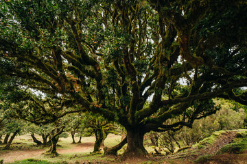 Century old Laurissilva trees in mystical foggy Fanal Forest in Madera Island, Portugal