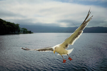 洞爺湖のかもめ
