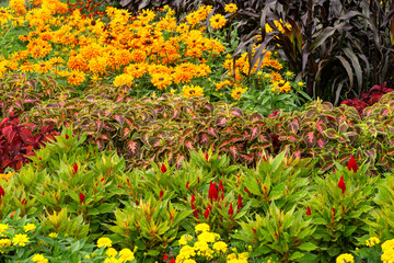 Various flowers in the flowerbed. Beautiful flower bed in a summer park.