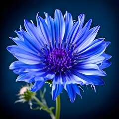 cornflower flower on a black and blue background