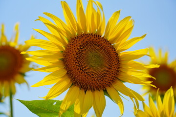 ヒマワリのアップ