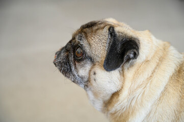 portrait of an old pug on a light background