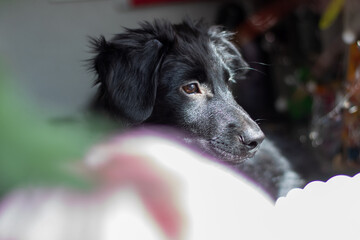 Fototapeta premium A black dog adorned with glitter on its face gazes intently at the camera