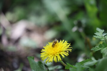 Biene auf L&ouml;wenzahn