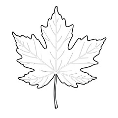 maple leaf coloring pages