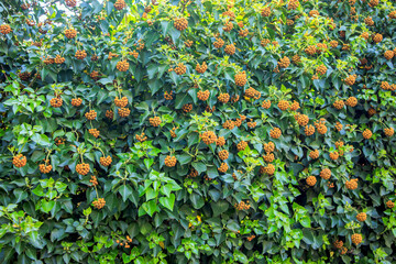 red berries and yellow leaves