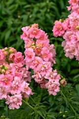 Delicate pink snapdragon flowers in a garden flowerbed.