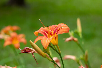 An abundance of orange flowers bloom amidst the green grass