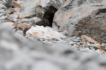 Ibexes female in the summer season (Capra ibex)