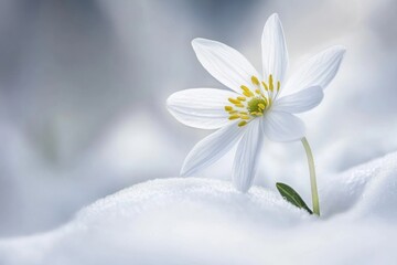 Serene snowdrop flower emerging winter