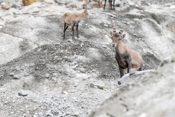 On glacier, alpine ibexes among the crevasses (Capra ibex)