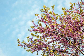 cherry blossom under cloudy sky