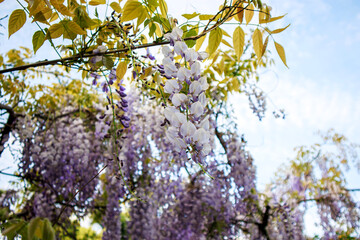 purple and white blooming tree in spring